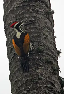 Wood Pecker Prints: White-naped Woodpecker (Chrysocolaptes festivus tantus) endemic race
