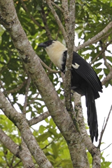 Oceania Prints: White-necked Coucal (Centropus ateralbus) adult