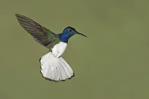 Costa Rican Prints: White-necked Jacobin (Florisuga mellivora) adult male, in flight, hovering, Costa Rica