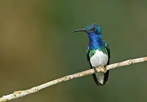 White-necked Jacobin (Florisuga mellivora mellivora) adult male, perched on twig, Panama, November