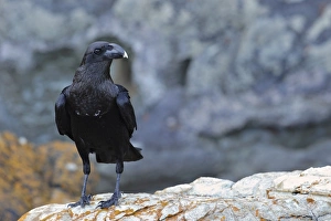 Raven Prints: White-necked Raven (Corvus albicollis) adult
