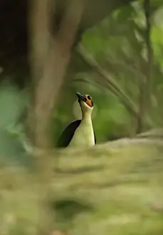 Ledges Prints: White-necked Rockfowl (Picathartes gymnocephalus) adult