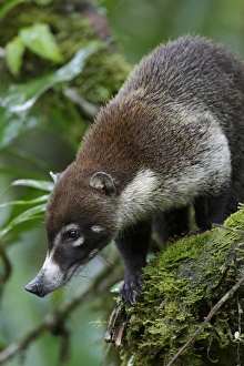 Rainforest Prints: White-nosed Coati (Nasua narica) adult