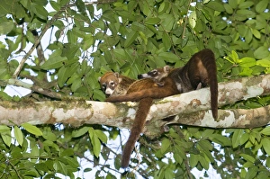 Guatemalan Prints: White-nosed Coati (Nasua nasua narica) adults