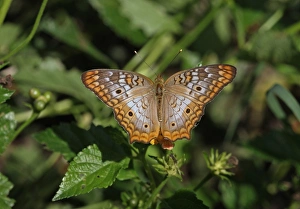 West Indian Prints: White Peacock (Anartia jatrophae) adult, feeding on flowers, Linstead, Jamaica, December