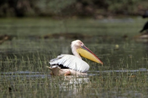 Pelican Prints: White Pelican at Lake Kerkini Northern Greece