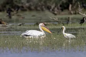 Pelican Prints: White Pelican with Spoonbill at Lake Kerkini Northern Greece
