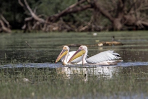 Pelican Prints: White Pelicans at Lake Kerkini Northern Greece