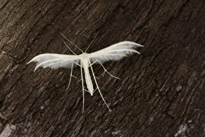 Lepidoptera Prints: White Plume Moth (Pterophorus pentadactyla) adult