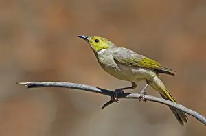 White-plumed Honeyeater (Lichenostomus penicillatus) adult, perched on twig, Ormiston Gorge, West MacDonnell N. P