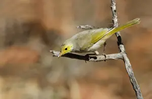 Gorge Prints: White-plumed Honeyeater (Lichenostomus penicillatus) immature