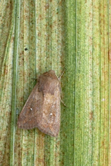 Noctuids Prints: White-point Moth (Mythimna albipuncta) adult, resting on leaf, Essex, England