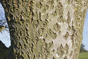 Poplar Prints: White Poplar (Populus alba) close-up of bark, Wickham Skeith, Suffolk, England, october