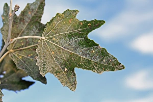 Hedges Prints: White Poplar (Populus alba) close-up of leaf