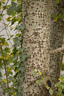 Dordogne Prints: White Poplar (Populus alba) close-up of trunk
