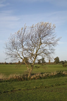 Habit Prints: White Poplar (Populus alba) habit