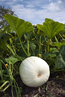 Eastern Seaboard Prints: White Pumpkin (Cucurbita sp. ) fruit