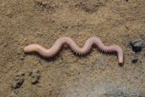 Bristleworms Prints: White Ragworm (Nephthys hombergii) adult, on sand, Poole Harbour, Dorset, England, April