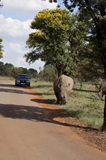 White Rhino one with horns removed as an anti poaching measure - At Rietvlei Nature Reserve, South Africa