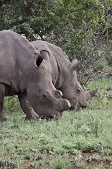 Rhinoceros Prints: White Rhino one with horns removed as an anti poaching measure - South Africa