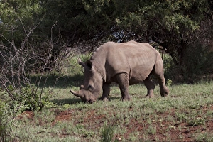 Rhinoceros Prints: White Rhino at Rietvlei Nature Reserve, South Africa