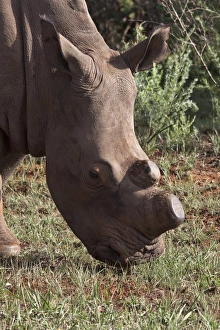 Rhinoceros Prints: White Rhino showing horns removed, an anti poaching aid