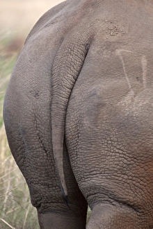 Rhinoceros Prints: White Rhino tail. Rietvlei Nature Reserve, South Africa