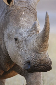 White Rhinoceros (Ceratotherium simum) adult, close-up of head, Kruger N. P. Mpumalanga, South Africa