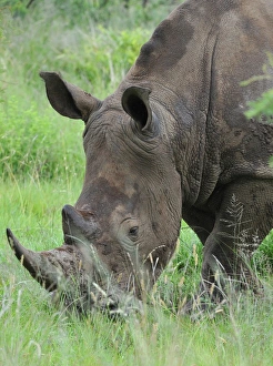 Game Prints: White Rhinoceros (Ceratotherium simum) adult