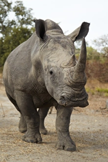 White Rhinoceros (Ceratotherium simum) adult, walking in dry bush, Fatalah Reserve, Senegal, january