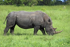 White Rhinoceros (Ceratotherium simum) adult, feeding on grass, Sabi Sabi Game Reserve, Kruger N. P. South Africa
