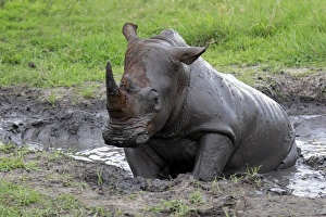 White Rhinoceros (Ceratotherium simum) adult, wallowing in muddy pool, Sabi Sabi Game Reserve, Kruger N. P. South Africa