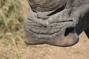 White Rhinoceros (Ceratotherium simum) adult, close-up of square lip, Hlane Game Reserve, Swaziland