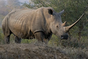 White Rhinoceros (Ceratotherium simum) adult, with exceptionally long horn, Hluhluwe-Umfolozi N. P