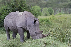 White Rhinoceros (Ceratotherium simum) adult, grazing in savannah, Lake Nakuru N. P. Great Rift Valley, Kenya, August