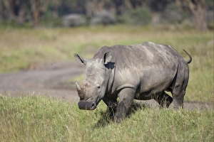 White Rhinoceros (Ceratotherium simum) adult, walking in savannah, Lake Nakuru N. P. Great Rift Valley, Kenya, August