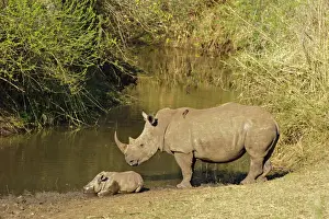 White Rhinoceros (Ceratotherium simum) adult female, standing guard over sleeping calf at edge of waterhole, with Red-billed Oxpeckers (Buphagus erythrorhynchus), South Africa