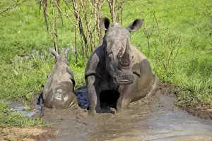 White Rhinoceros (Ceratotherium simum) adult female with baby, sitting in muddy pool, Sabi Sabi Game Reserve, Kruger N. P. South Africa