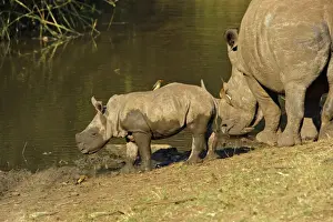 Rhinoceros Prints: White Rhinoceros (Ceratotherium simum) adult female with calf