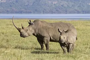 White Rhinoceros (Ceratotherium simum) adult female with calf, standing in savannah, Lake Nakuru N. P