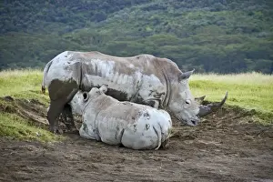 White Rhinoceros (Ceratotherium simum) adult female with calf, suckling, Lake Nakuru N. P