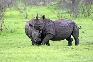 White Rhinoceros (Ceratotherium simum) two adult males, fighting, Sabi Sabi Game Reserve, Kruger N. P. South Africa