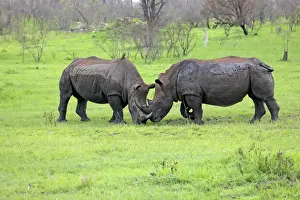 White Rhinoceros (Ceratotherium simum) two adult males, fighting, Sabi Sabi Game Reserve, Kruger N. P. South Africa