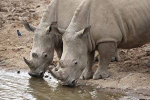 Rhinoceros Prints: White Rhinoceros (Ceratotherium simum) two adults