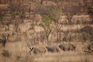 White Rhinoceros (Ceratotherium simum) three adults, standing in savannah habitat, Pilanesberg N. P. North West Province, South Africa