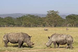 White Rhinoceros (Ceratotherium simum) four adults, grazing in savannah habitat, Lake Nakuru N. P