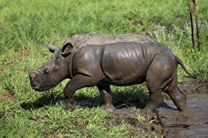 Rhinoceros Prints: White Rhinoceros (Ceratotherium simum) baby
