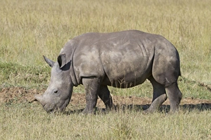 Rhinoceros Prints: White Rhinoceros (Ceratotherium simum) calf