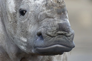 White Rhinoceros (Ceratotherium simum) calf, close-up of head (captive)