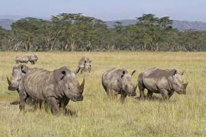 Rhinoceros Prints: White Rhinoceros (Ceratotherium simum) group